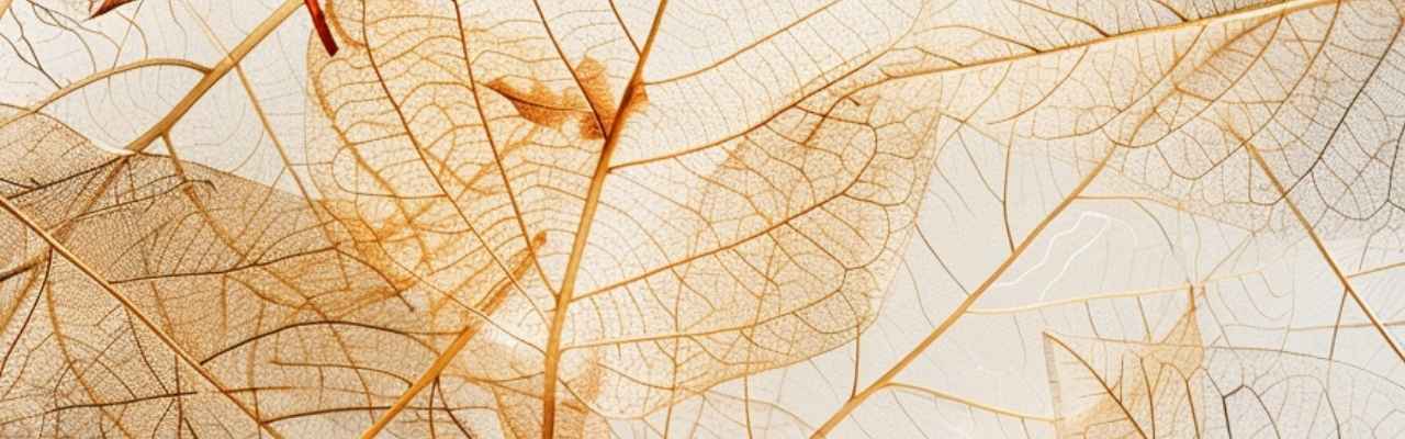 Skeleton leaves symbolizing delicate yet firm examples of non negotiables in a relationship