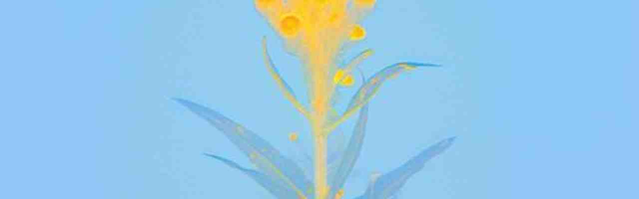 A soft yellow flower with an ethereal glow against a blue background, symbolizing the beauty of The Special Friend.