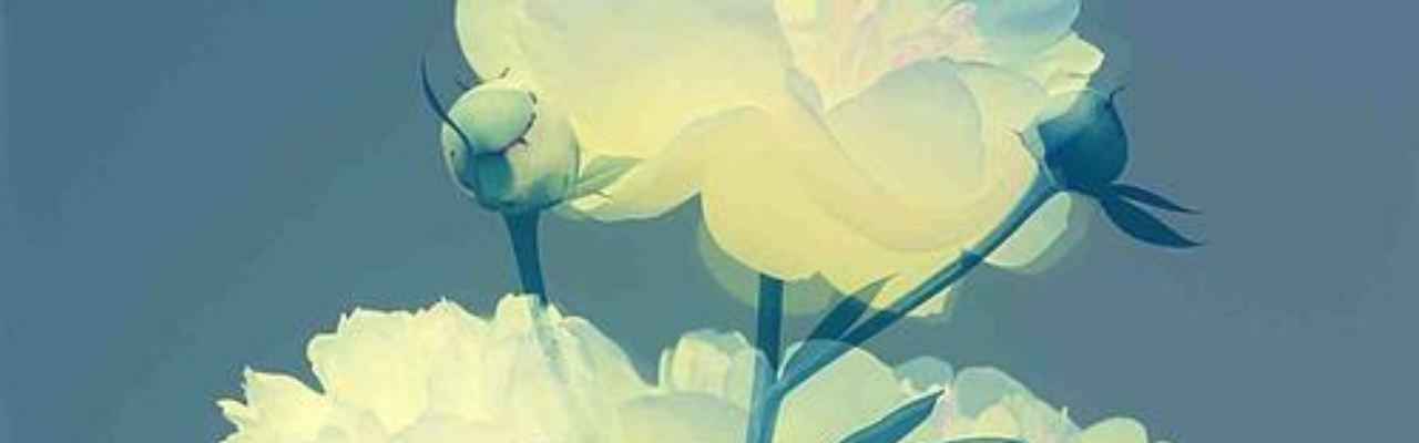 Gentle blossoms symbolizing serene sensations in the OM peak meditation stage.