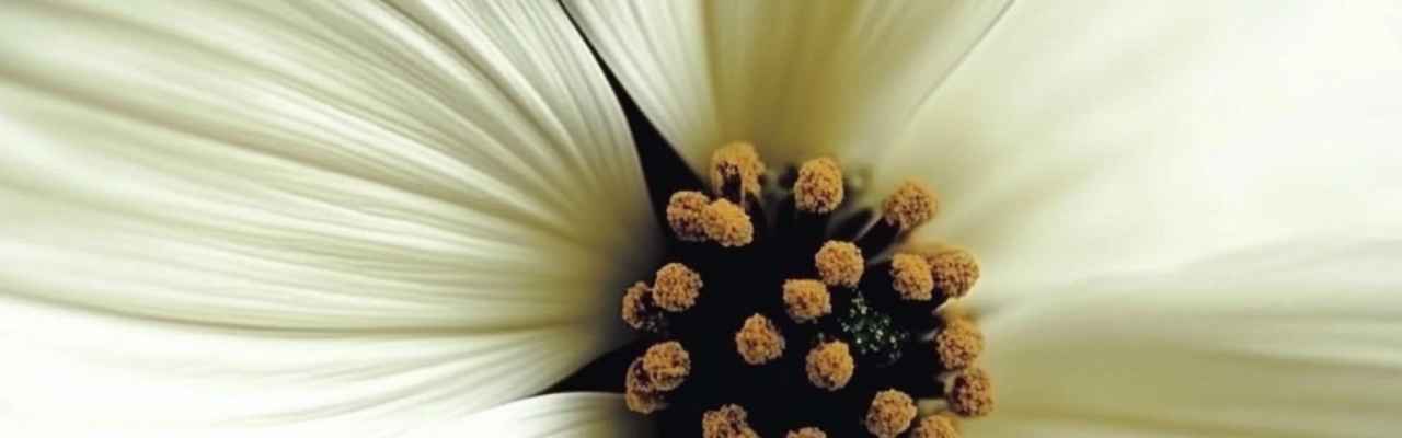 Close-up of a white flower symbolizing purity and renewal after sexual trauma